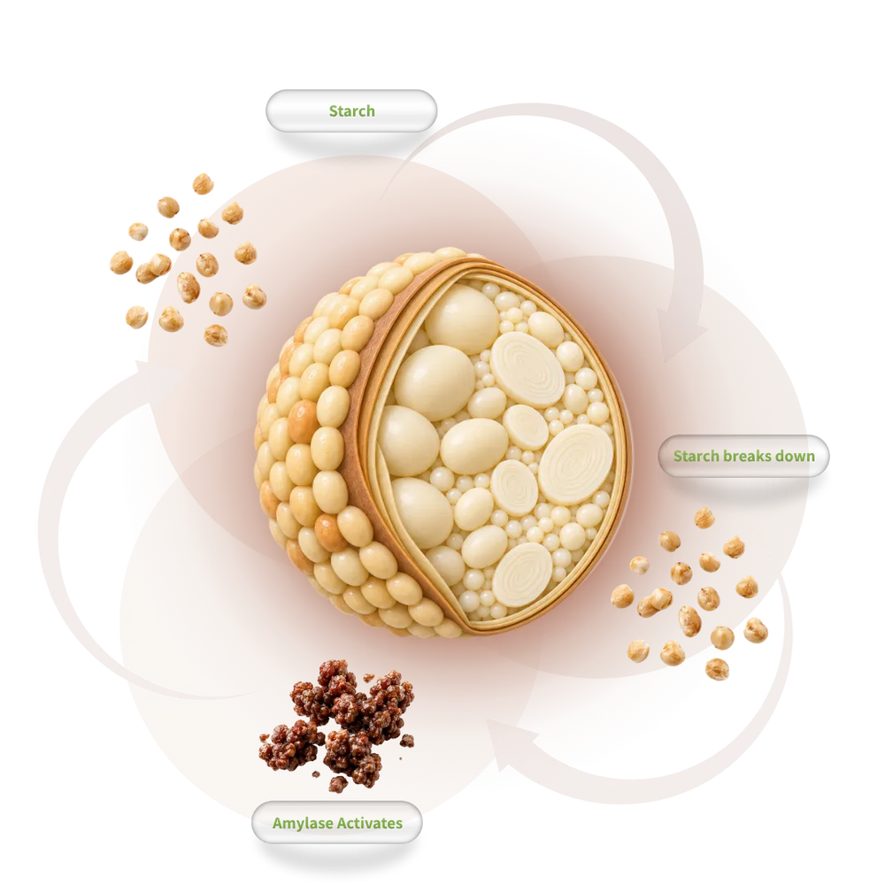 Amylase process